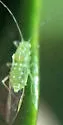 Wax-spotted Elm Aphid - photo 4