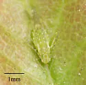 Wax-spotted Elm Aphid - photo 5