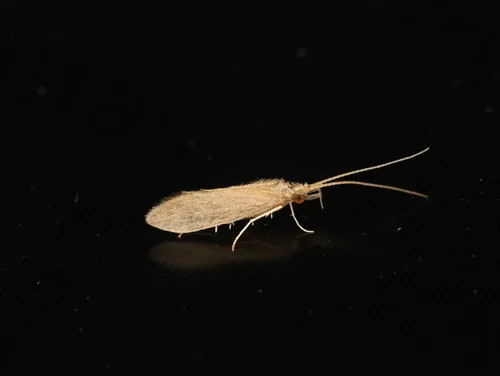 Tinodes maculicornis
