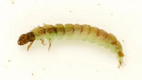 Tinodes pallidulus