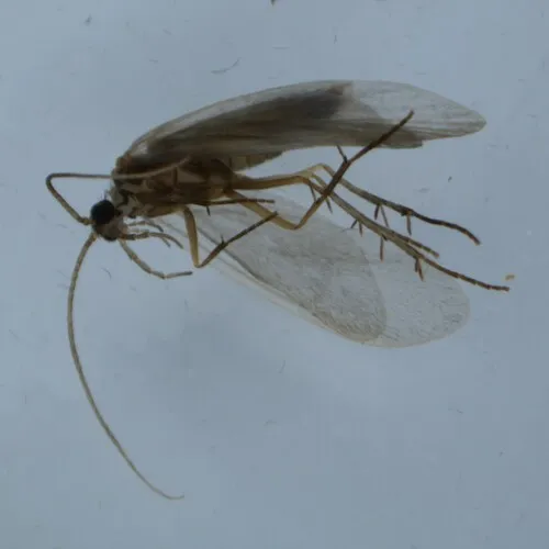 Tinodes rostocki