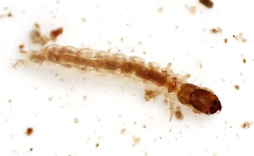 Tinodes unicolor