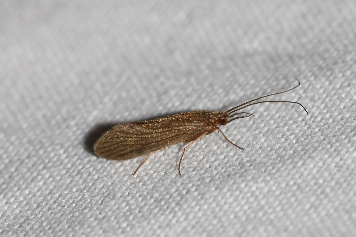 Small Red Sedge - photo 3