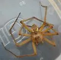Tinus peregrinus