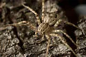 Tinus peregrinus - photo 2