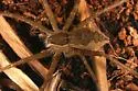 Tinus peregrinus - photo 4