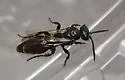 Tiphia pennsylvanica