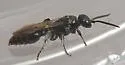 Tiphia pennsylvanica - photo 2