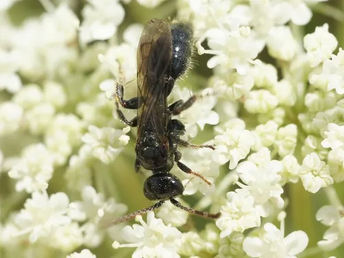 Tiphia unicolor