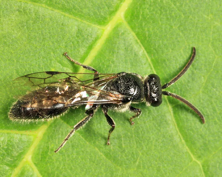 Spring Tiphiid Wasp