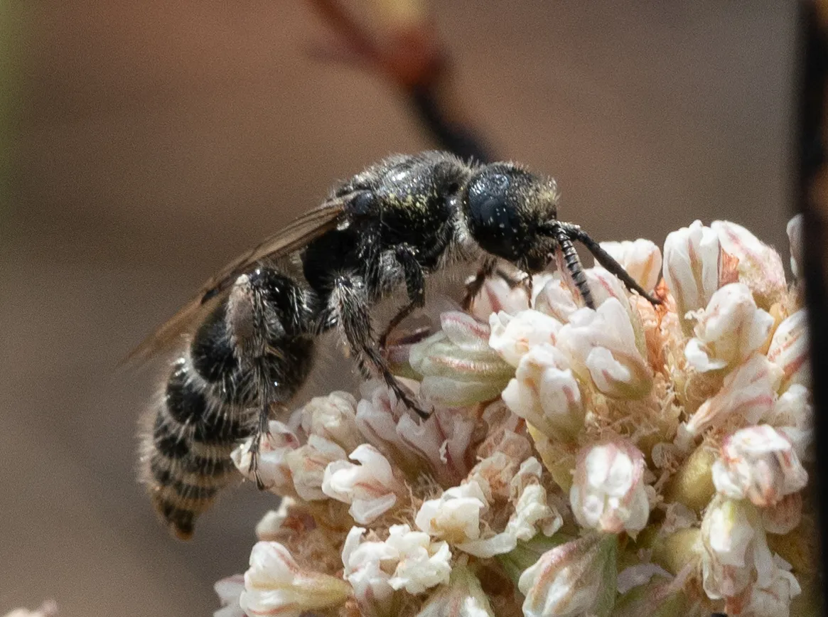 Tiphiid Wasps - photo 2