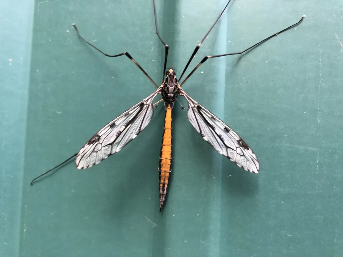Giant Crane Fly