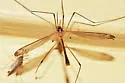 Tipula apicalis