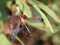 Tipula apicalis - photo 2