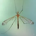 Tipula apicalis - photo 3