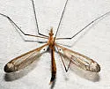 Tipula apicalis - photo 4