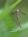 Tipula aprilina