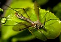 Tipula aprilina - photo 2