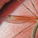 Tipula aprilina - photo 3