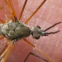 Tipula aprilina - photo 4