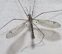Tipula atrisumma
