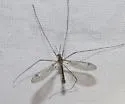 Tipula atrisumma - photo 2