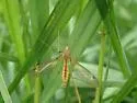 Tipula bicornis