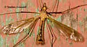 Tipula bicornis - photo 2