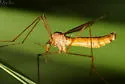 Tipula bicornis - photo 3