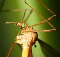 Tipula bicornis - photo 4