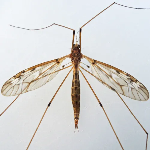 Tipula borealis