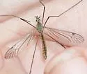 Tipula cahuilla - Tipula cahuilla