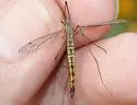 Tipula cahuilla - photo 2