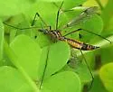 Tipula californica