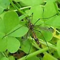 Tipula californica - photo 2