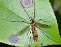 Tipula californica - photo 3