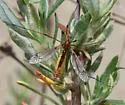 Tipula californica - photo 4