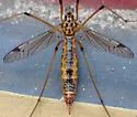 Tipula californica - photo 5