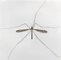 Tipula caloptera - Tipula caloptera