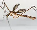 Tipula caloptera - photo 2