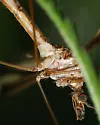 Tipula caloptera - photo 4