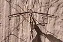 Tipula caloptera - photo 5