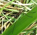 Tipula carinifrons