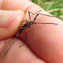 Tipula carinifrons - photo 2