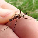 Tipula carinifrons - photo 3