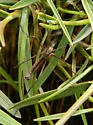 Tipula carinifrons - photo 4