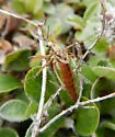 Tipula carinifrons - photo 5