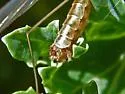 Tipula colei - photo 2