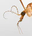 Tipula colei - photo 3