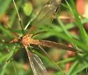 Tipula colei - photo 4